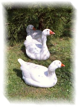 G�nse am S��'schen See
