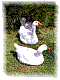 gaense_am_suessen_see.htm