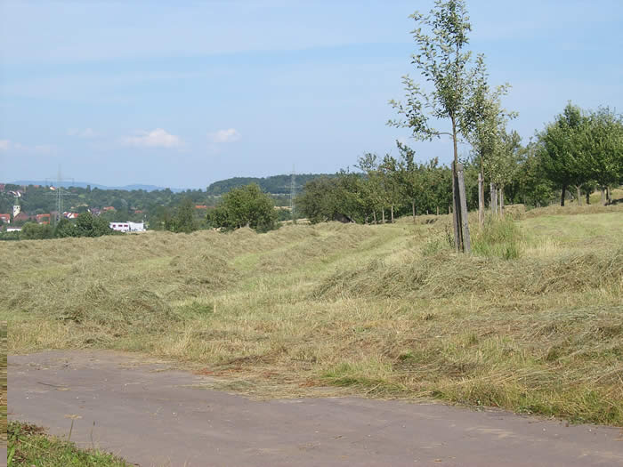 Heuernte 2007
