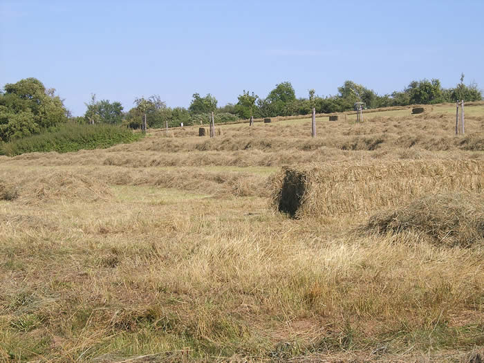 Heuernte 2007